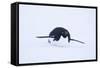 Adelie Penguin Sliding Downhill-DLILLC-Framed Stretched Canvas