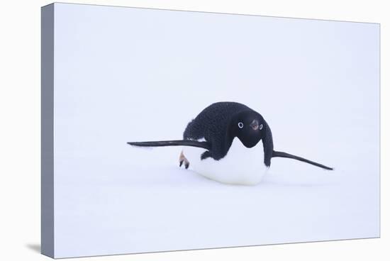 Adelie Penguin Sliding Downhill-DLILLC-Stretched Canvas