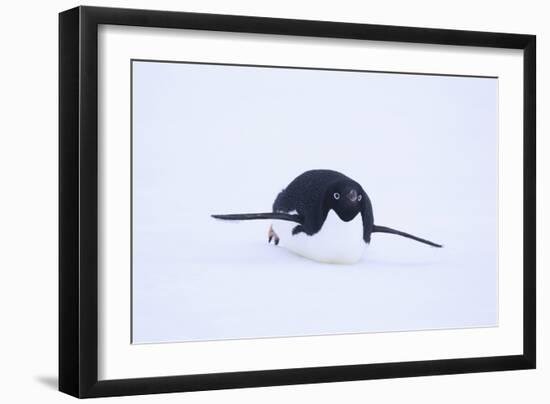 Adelie Penguin Sliding Downhill-DLILLC-Framed Premium Photographic Print