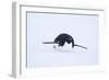 Adelie Penguin Sliding Downhill-DLILLC-Framed Premium Photographic Print