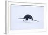 Adelie Penguin Sliding Downhill-DLILLC-Framed Photographic Print