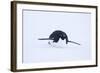 Adelie Penguin Sliding Downhill-DLILLC-Framed Photographic Print