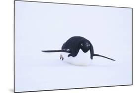 Adelie Penguin Sliding Downhill-DLILLC-Mounted Photographic Print