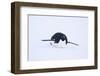 Adelie Penguin Sliding Downhill-DLILLC-Framed Photographic Print