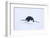 Adelie Penguin Sliding Downhill-DLILLC-Framed Photographic Print