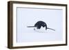 Adelie Penguin Sliding Downhill-DLILLC-Framed Photographic Print