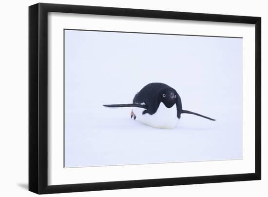 Adelie Penguin Sliding Downhill-DLILLC-Framed Photographic Print