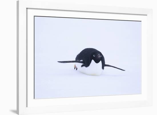Adelie Penguin Sliding Downhill-DLILLC-Framed Photographic Print