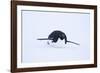 Adelie Penguin Sliding Downhill-DLILLC-Framed Photographic Print