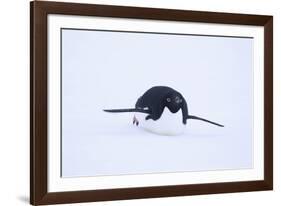 Adelie Penguin Sliding Downhill-DLILLC-Framed Photographic Print