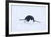 Adelie Penguin Sliding Downhill-DLILLC-Framed Photographic Print