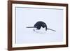 Adelie Penguin Sliding Downhill-DLILLC-Framed Photographic Print