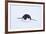 Adelie Penguin Sliding Downhill-DLILLC-Framed Photographic Print