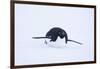 Adelie Penguin Sliding Downhill-DLILLC-Framed Photographic Print