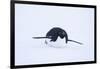 Adelie Penguin Sliding Downhill-DLILLC-Framed Photographic Print