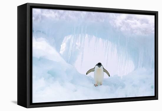 Adelie Penguin Standing on Ice, Wings Spread-null-Framed Stretched Canvas