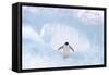 Adelie Penguin Standing on Ice, Wings Spread-null-Framed Stretched Canvas