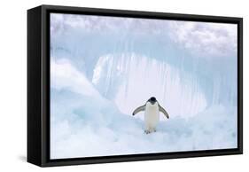 Adelie Penguin Standing on Ice, Wings Spread-null-Framed Stretched Canvas