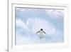 Adelie Penguin Standing on Ice, Wings Spread-null-Framed Photographic Print