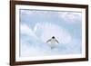 Adelie Penguin Standing on Ice, Wings Spread-null-Framed Photographic Print