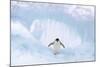 Adelie Penguin Standing on Ice, Wings Spread-null-Mounted Photographic Print