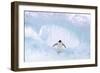 Adelie Penguin Standing on Ice, Wings Spread-null-Framed Photographic Print