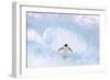 Adelie Penguin Standing on Ice, Wings Spread-null-Framed Photographic Print