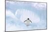 Adelie Penguin Standing on Ice, Wings Spread-null-Mounted Photographic Print