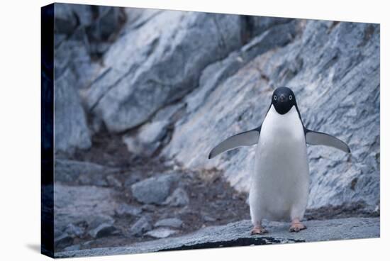 Adelie Penguin Standing on Rocks-DLILLC-Stretched Canvas