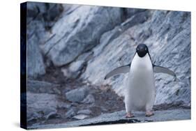 Adelie Penguin Standing on Rocks-DLILLC-Stretched Canvas