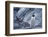 Adelie Penguin Standing on Rocks-DLILLC-Framed Photographic Print