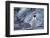 Adelie Penguin Standing on Rocks-DLILLC-Framed Photographic Print