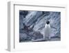 Adelie Penguin Standing on Rocks-DLILLC-Framed Photographic Print