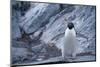 Adelie Penguin Standing on Rocks-DLILLC-Mounted Photographic Print