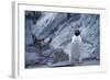 Adelie Penguin Standing on Rocks-DLILLC-Framed Photographic Print