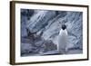Adelie Penguin Standing on Rocks-DLILLC-Framed Photographic Print