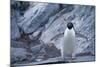 Adelie Penguin Standing on Rocks-DLILLC-Mounted Photographic Print