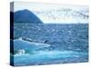 Adelie Penguin Strolls across Rocky Beach, Antarctic Peninsula-Howie Garber-Stretched Canvas