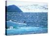 Adelie Penguin Strolls across Rocky Beach, Antarctic Peninsula-Howie Garber-Stretched Canvas