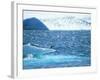 Adelie Penguin Strolls across Rocky Beach, Antarctic Peninsula-Howie Garber-Framed Photographic Print