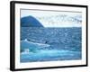 Adelie Penguin Strolls across Rocky Beach, Antarctic Peninsula-Howie Garber-Framed Photographic Print