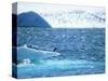 Adelie Penguin Strolls across Rocky Beach, Antarctic Peninsula-Howie Garber-Stretched Canvas