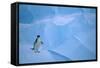 Adelie Penguin Walking on Ice Floe-DLILLC-Framed Stretched Canvas