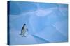 Adelie Penguin Walking on Ice Floe-DLILLC-Stretched Canvas