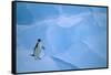 Adelie Penguin Walking on Ice Floe-DLILLC-Framed Stretched Canvas