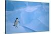 Adelie Penguin Walking on Ice Floe-DLILLC-Stretched Canvas