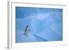 Adelie Penguin Walking on Ice Floe-DLILLC-Framed Photographic Print