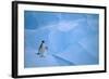 Adelie Penguin Walking on Ice Floe-DLILLC-Framed Photographic Print