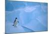 Adelie Penguin Walking on Ice Floe-DLILLC-Mounted Photographic Print