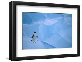 Adelie Penguin Walking on Ice Floe-DLILLC-Framed Photographic Print